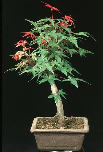 Acer palmatum diskoyio 2628