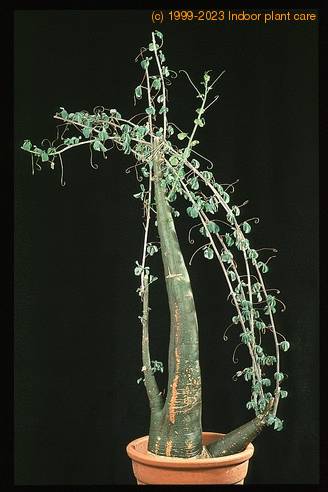 Adenia glauca 1636
