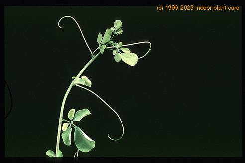 Adenia glauca 1671