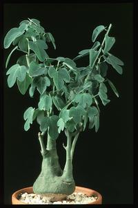 Adenia glauca