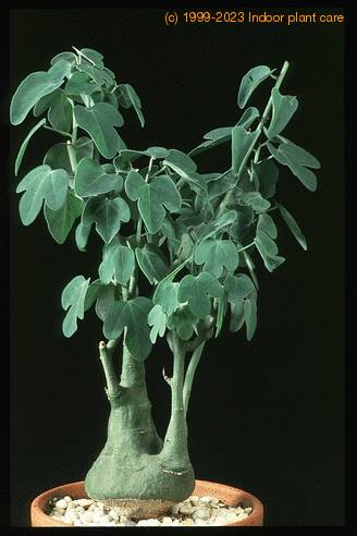Adenia glauca