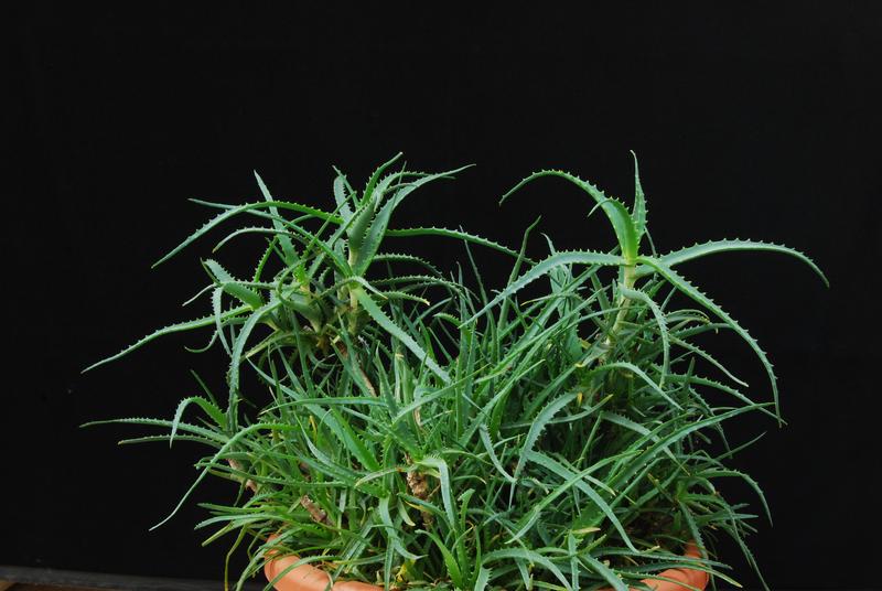 Aloe arborescens 1