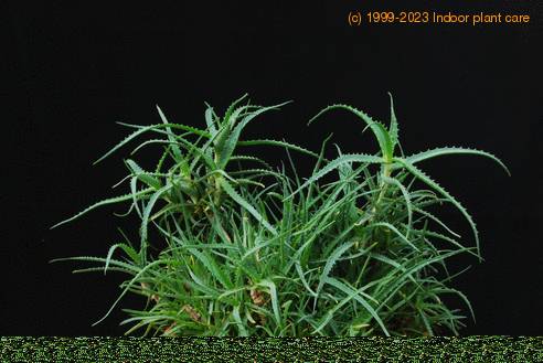 Aloe arborescens 1