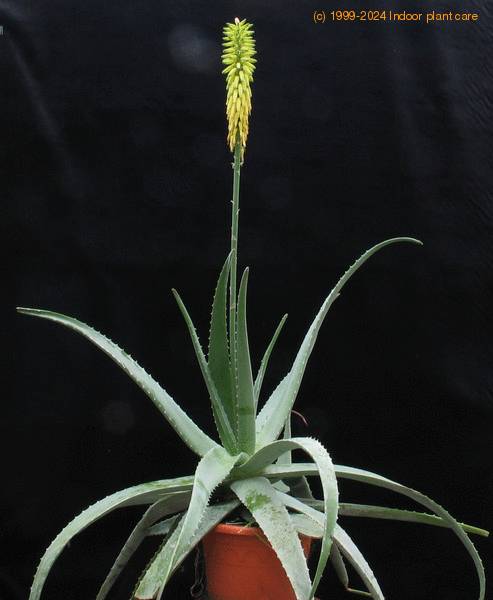 Aloe vera (barbadensis) - Medicinal Aloe - Aloe perfoliata v. vera