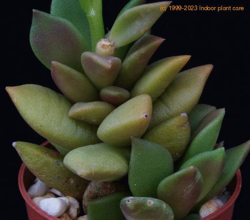 Anacampseros telephiastrum SIl