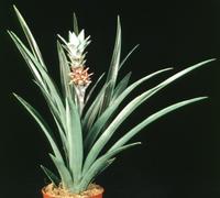 Ananas comosus