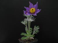 Anemone pulsatilla  