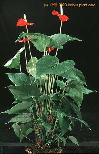 Anthurium andreanum Lenny 2016