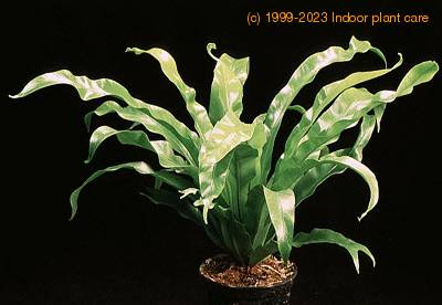 Asplenium antiquum 1954