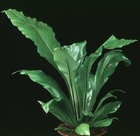 Asplenium+nidus+bird