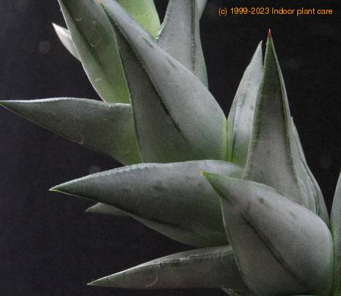 Astroloba congesta 6