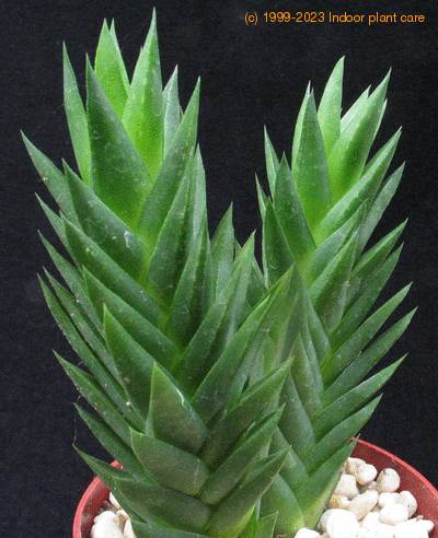Astroloba pentagona