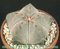 Astrophytum myriostigma 12