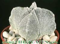 Astrophytum myriostigma v quadricostatum 33