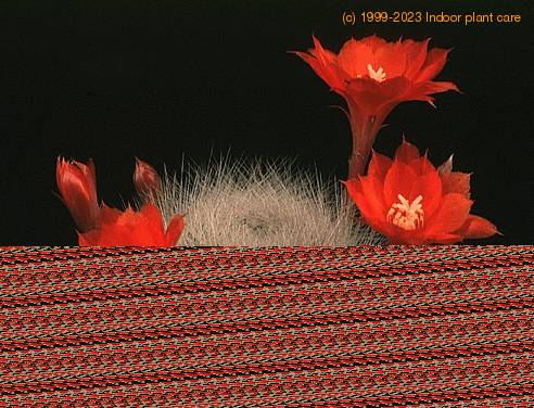 Aylostera albipilosa-710