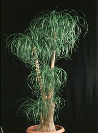 Beaucarnea recurvata 1652