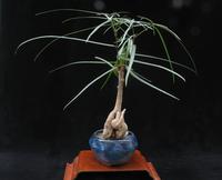 Brachychiton rupestris