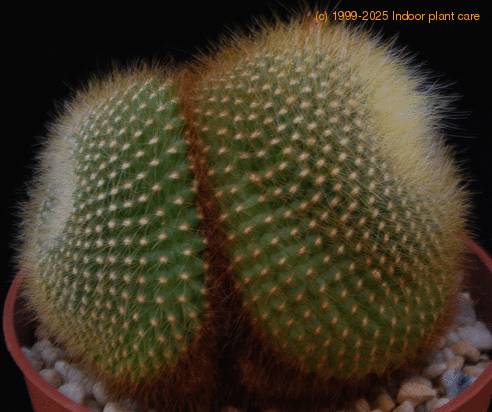 Brasilicactus graessneri Sib
