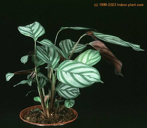 Calathea makoyana 1886