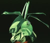 Calathea sp. 1873