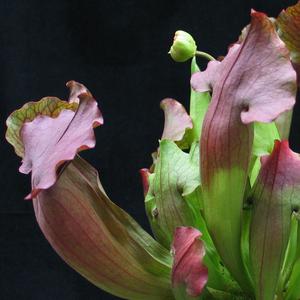 Carnivorous plants