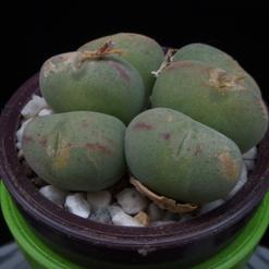 Conophytum  pearsonii