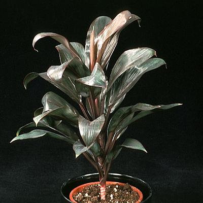 Cordyline fruticosa compacta 1867