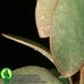 money plant leaf. Crassula arborescens leaf 1357