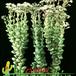 Crassula rupestris 1225