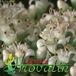 Crassula rupestris flower 1226