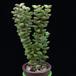 Crassula rupestris MOP