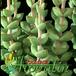 Crassula rupestris thorn 1227