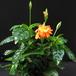 Crossandra undulaefolia 1