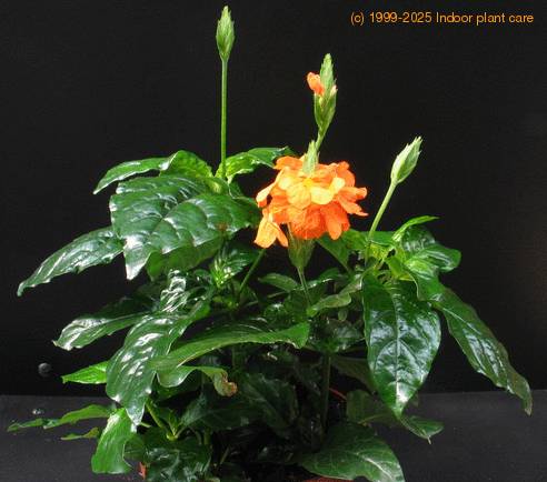 Crossandra undulaefolia 1