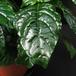 Crossandra undulaefolia 2