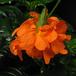 Crossandra undulaefolia 3