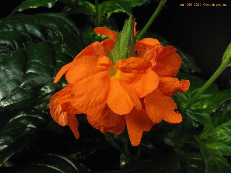 Crossandra undulifolia Firecracker flower care