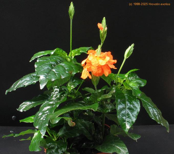 Crossandra undulifolia Firecracker flower care