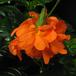 Crossandra undulaefolia SIf