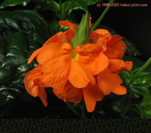 Crossandra undulaefolia SIf