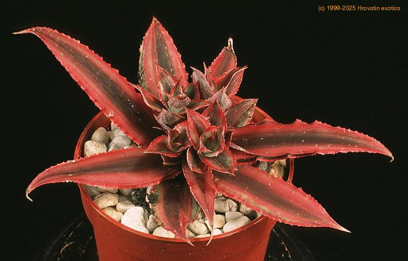 Cryptanthus bromelioides Cryptanthus acaulis v