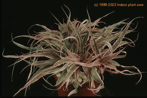 Cryptanthus sp
