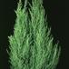 Cupressus macrocarpa 1889