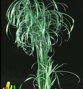Cyperus alternifolius 1857