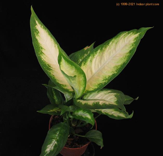 Dieffenbachia Camilla Dumb Cane Spotted Dumb Cane Gold Dieffenbachia Care