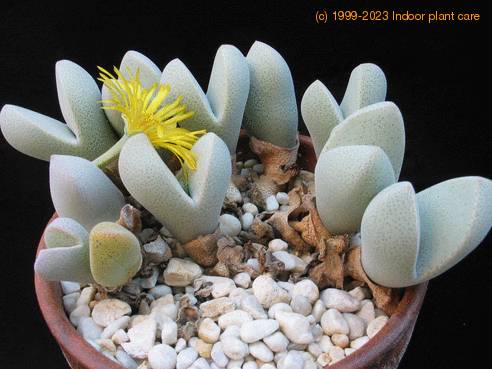 Dinteranthus microsp body