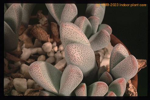 Dinteranthus puberulus SIl
