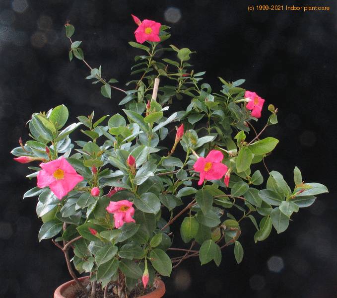 Dipladenia sanderii rosea - Red Riding Hood - Mandevilla sanderii rosea
