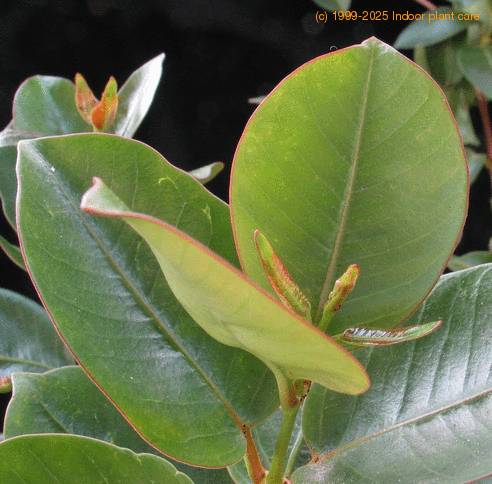 Dipladenia sanderii ( Mandevilla sanderii) 3