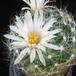 Dolichothelle zephyr flower